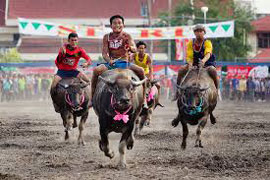 buffalo race