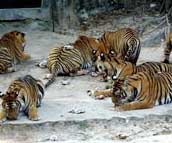 tiger zoo1