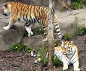 tiger zoo2